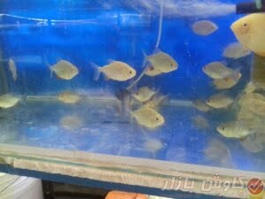 ماهی های آکواریومی