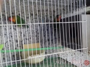طوطی عروس کوتوله سبز