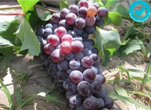 نهال انگور صاحبی