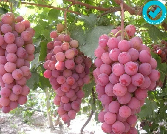 انگور قرمز بیدانه