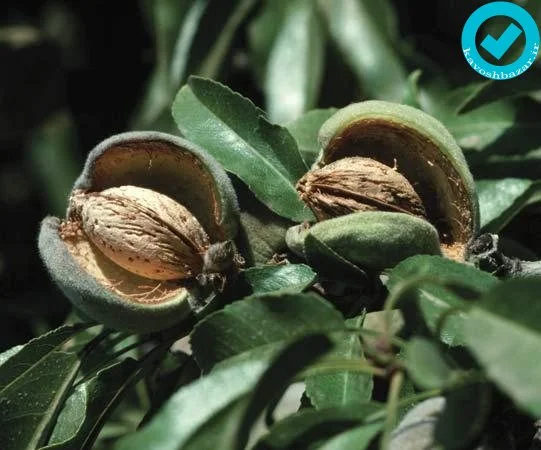 نهال بادام رقم شکوفه